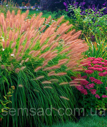 Пеннісетум Ред Харт (саджанці 1.5л ), фото 1