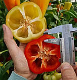 Рець Турда F1 Turda F1 насіння 100 шт Hektar, фото 2