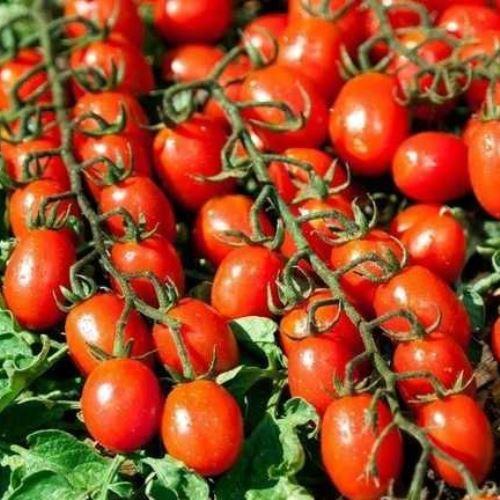 Насіння Томат Чері індетермінантний Уітлі 15 шт.