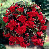 Бегонія Пендула Каскад червона (Scarlet)