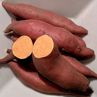 Батат Бореград (касетна розсада, 1 саджанець)