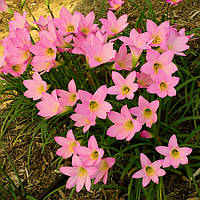 Зефірантес Габрантус robustus (рожевий)