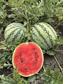 Насіння кавуна Бедуін F1 10 шт. Bejo