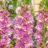 Гладіолус Extravert 12/14