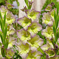 Гладіолус Moonlight Shadow 12/14