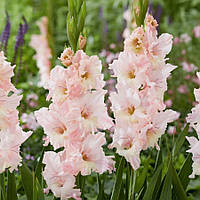 Гладіолус Pink Lightning 12/14