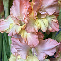 Гладіолус Cera Stelvio 14/16