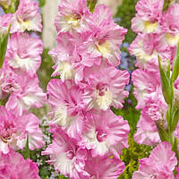 Гладіолус Cera Corfinio 14/16