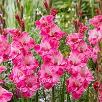 Гладіолус Hugo 14/16