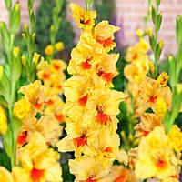 Гладіолус Jester 14/16