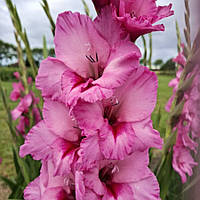 Гладіолус Xperience 12/14