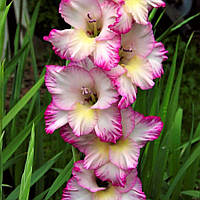 Гладіолус Priscilla 14/16