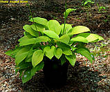 Хоста August Moon (Августовська Місяць), фото 4