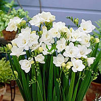 Фрезія махрова біла