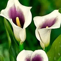 Кала Picasso 14/16