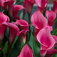 Кала Canberra 14/16