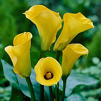 Кала Gold Label 14/16