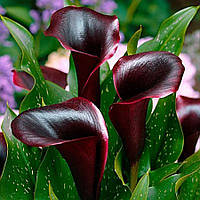 Кала Montevideo 14/16