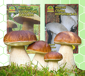 Міцелій грибів