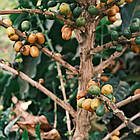 Кава в зернах 250гр, Mexico Veracruz / Обсмажена кава в зернах / Зернова кава натуральна, фото 7