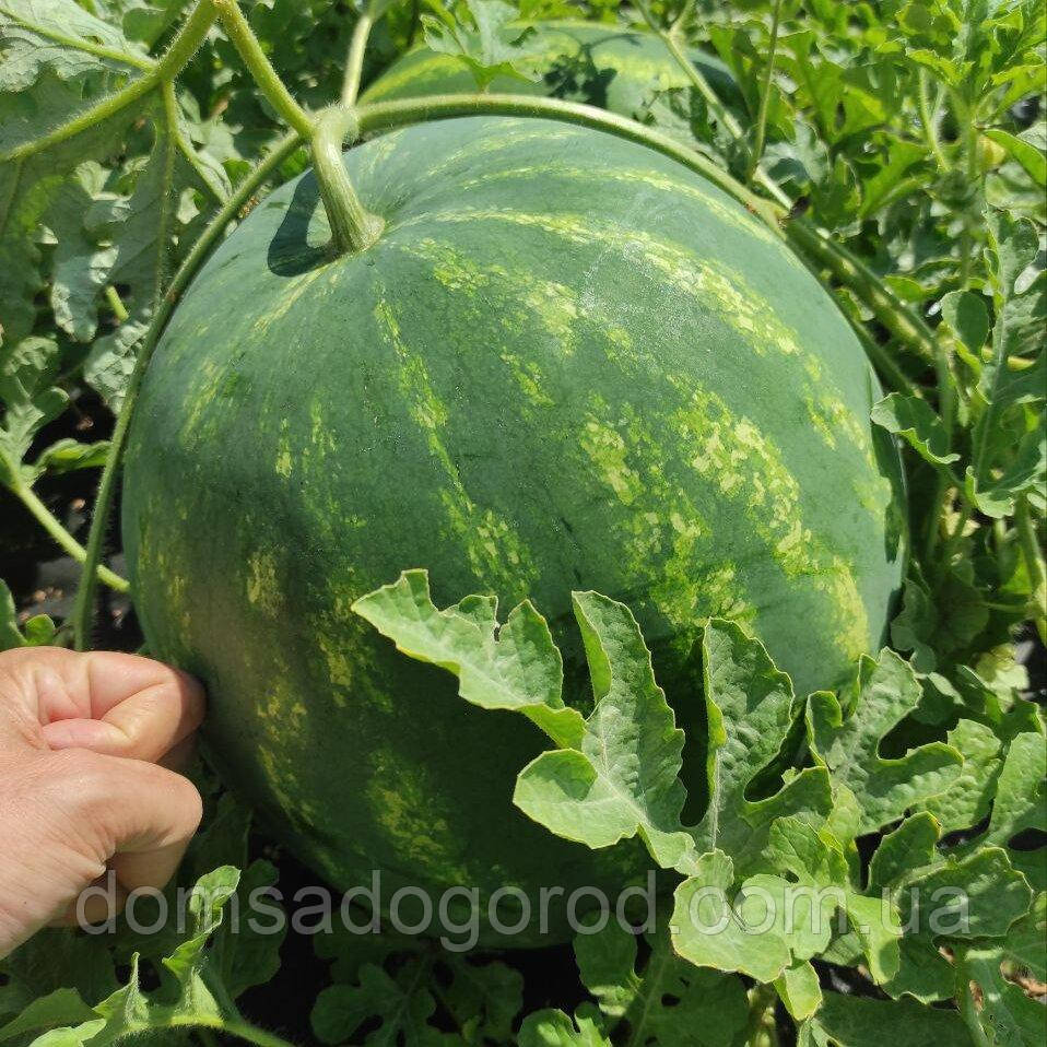 Кавун Харизма F1 Іннова Сідс | Innova Seeds 1000 н