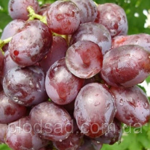 Виноград Подарунок Ірині