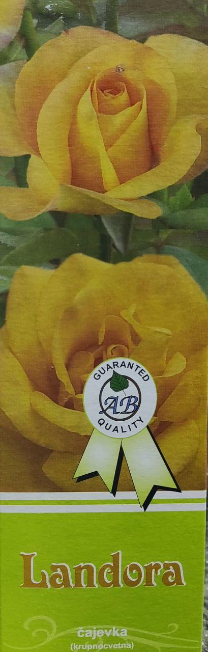 Саджанці торянд чайно гібридна Ландора (Landora)