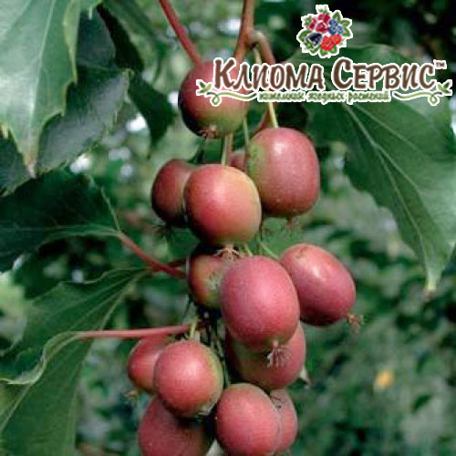 Актинідія аргута Пурпурова (жіноча) 1 річна, конт. Р9