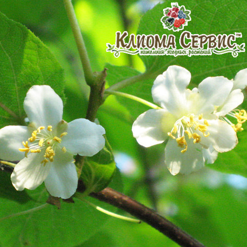 Актинідія аргута чоловіча (запилювач) 3 річна, конт. 5 л