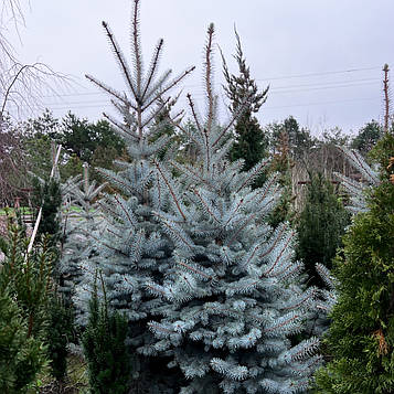 Ялина Блакитна Блю Даймонд  (Blue Diamond)