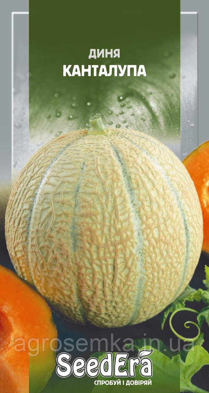 Диня Канталупа 10шт, фото 1