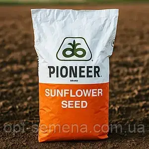 Насіння соняшника П64ЛЕ145 (Пионер) Під Гран Стар, фото 1