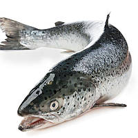 Лосось с/м з головою 5-6кг