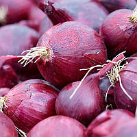 Цибуля сіянка "Ред Барон (Red Baron)" - 500 грам
