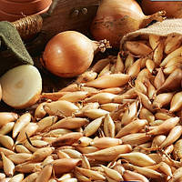 Цибуля сіянка "Бамбергер (Bamberger)" - 500 грам