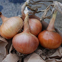 Цибуля сіянка "Стурон (Sturon)" - 500 грам