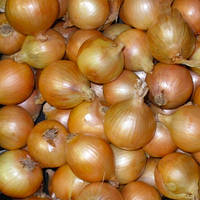 Цибуля сіянка "Гоблін (Goblin)" - 500 грам