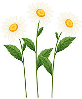 Ромашка — ліки від 100 хвороб! Секрети унікальної рослини