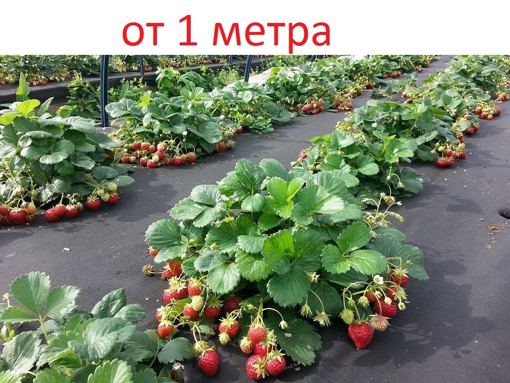 Мульчують чорне агроволокно 50 г/м кв, спанбонд для полуниці та інших рослин