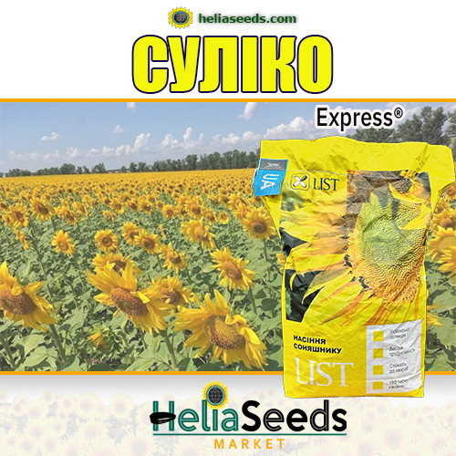Соняшник СУЛІКО (гібрид стійкий до Гранстар) / посівне насіння, фото 1