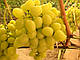 Саджанці винограду дуже раннього терміну дозрівання сорту Супер-Екстра, фото 2
