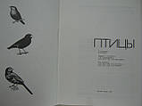 Птахи (б/у)., фото 4