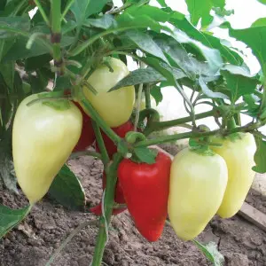 Насіння Перець солодкий Амі поштучно 30 насінин Semo, фото 1