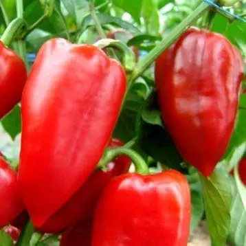 Насіння перцю солодкого Нова тип Угорський ранній (SEMO) поштучно 20 насінин, фото 1