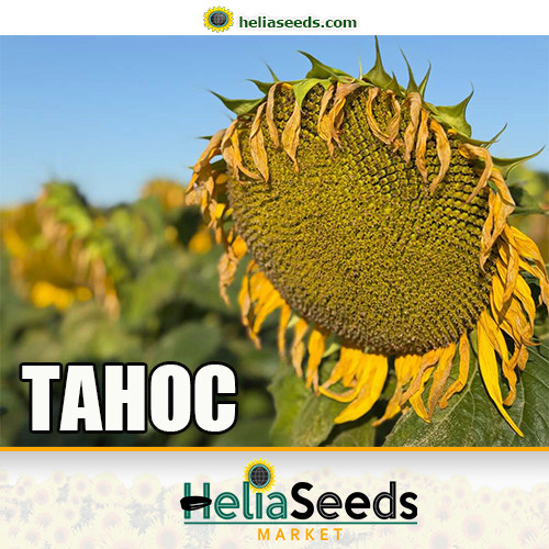 Насіння соняшнику гібрид ТАНОС (під Гранстар), фото 1