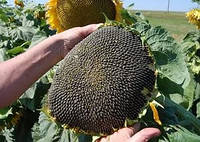 Український F1 (105-108 дн.)