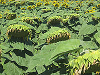 Карлос 115 (115 дн.) толерантний до євро-лайтнінгу