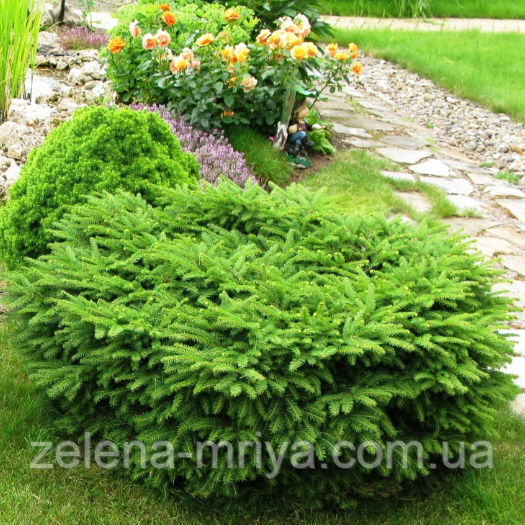 Ялина звичайна 'Нідіформіс' D-40 см., фото 1