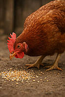 Що їдять кури і як це впливає на якість яєць