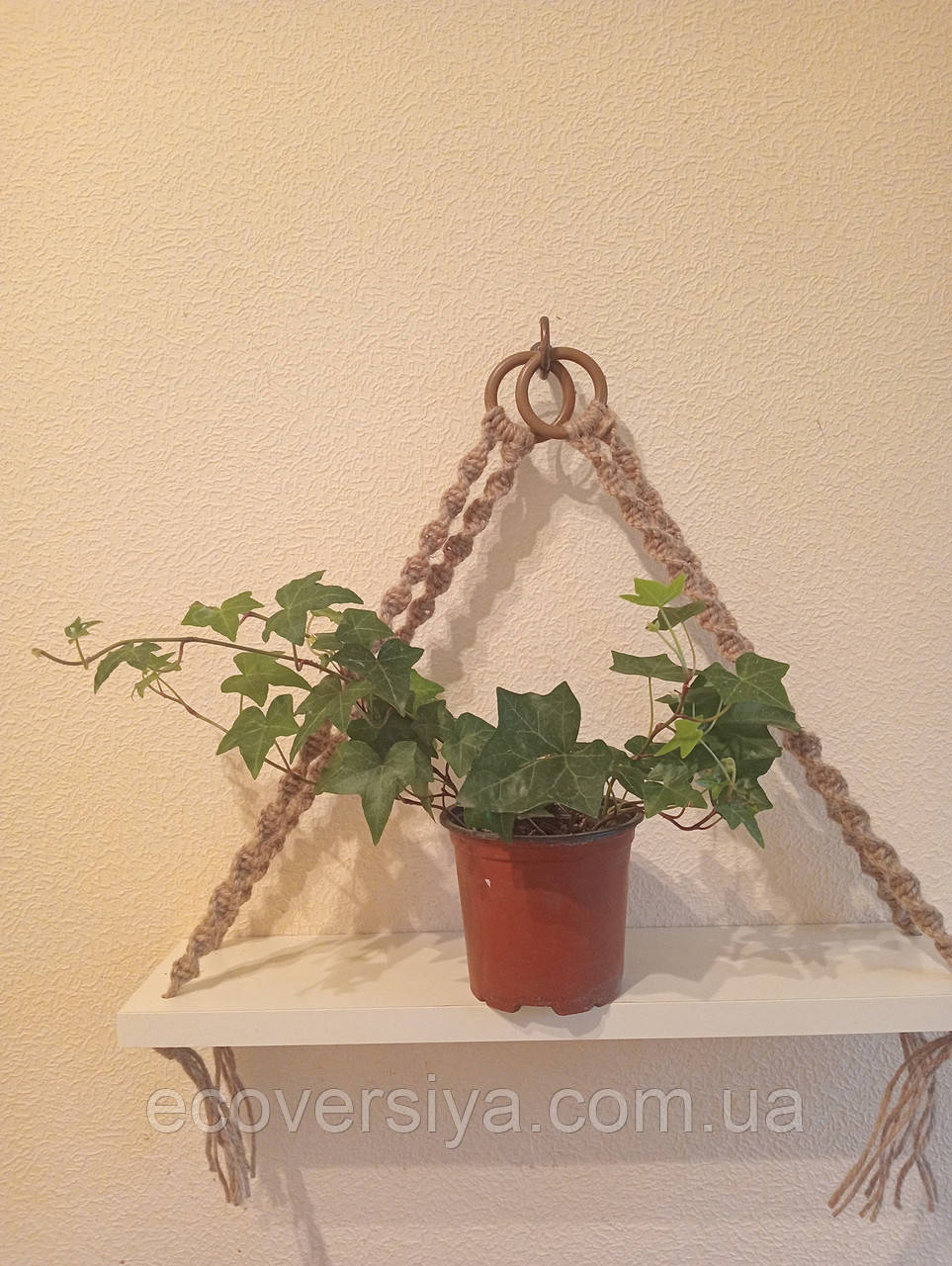 Плющ в горщику, фото 1